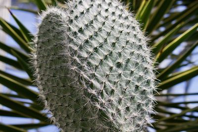 Close-up of cactus plant