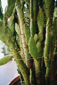 Close-up of prickly pear cactus