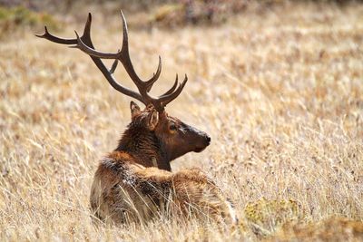 Close-up of stag resting on grassy field at rocky mountain national park during sunny day