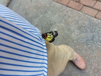 Low section of butterfly on person