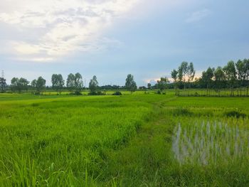 Scenic view of agricultural field against sky