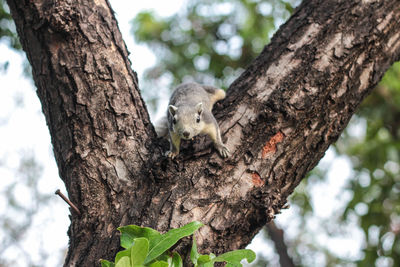 Close-up of lizard on tree trunk