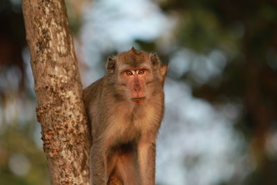 Portrait of monkey on tree