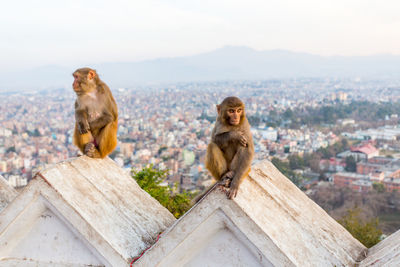 Monkeys sitting against sky