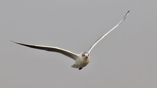 Bird flying in sky