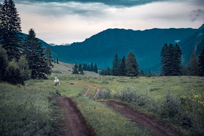 White horse, country road and mountain view in twilight, altai region, russia