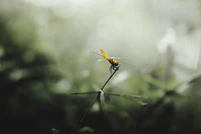 Close-up of insect on plant