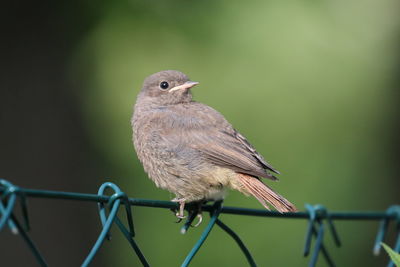 Close-up of bird perching on a fence