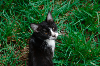 Cat looking away on field