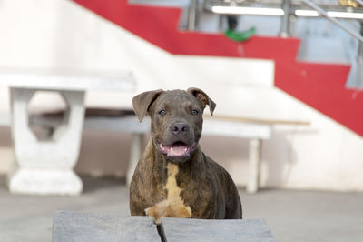 American pit bull terrier standing against steps