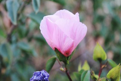 Close-up of pink rose flower