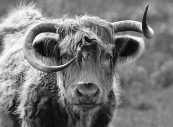 Portrait of highland cattle