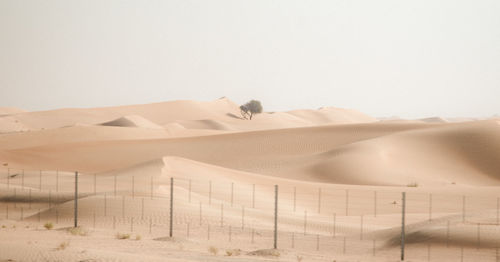 Single ghaf tree standing in desert surrounded by dunes.