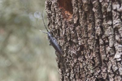 Close-up of tree trunk