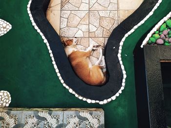 High angle view of dog lying on floor