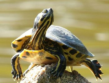 Close up of an animal