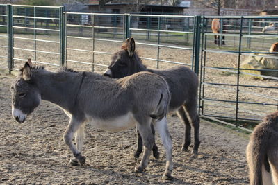 Goat in stable