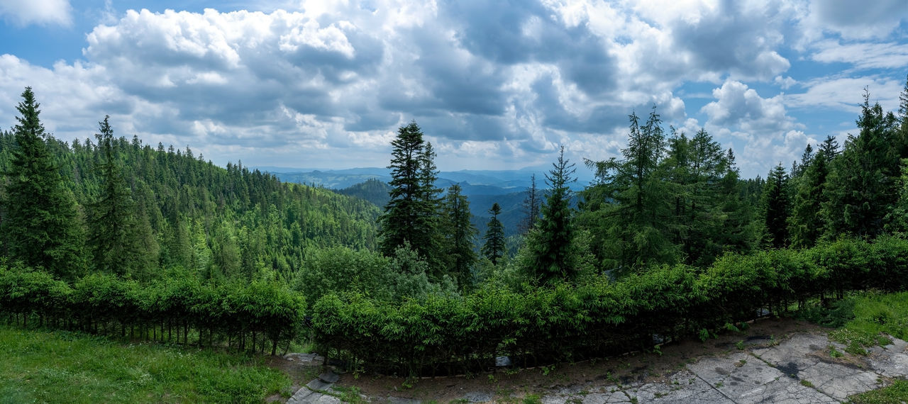 PANORAMIC VIEW OF FOREST