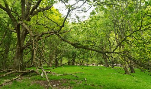 Trees growing on landscape