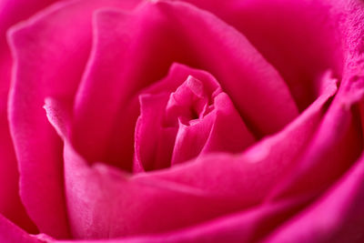 Close-up of pink rose