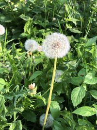 Close-up of white flowering plant