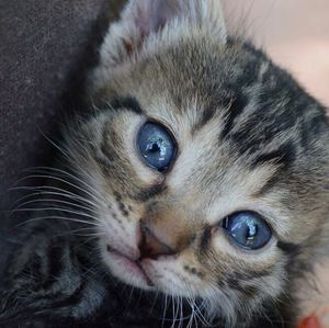 Close-up portrait of cat