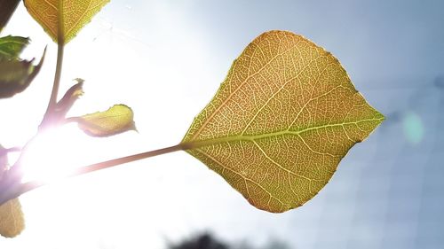 Close-up of autumnal leaves against sky