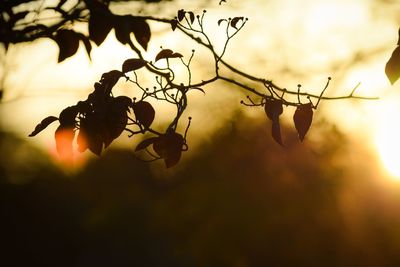 Close-up of silhouette leaves against sky at sunset