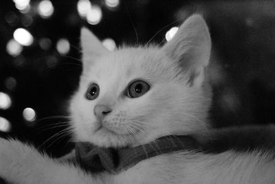 Close-up portrait of kitten