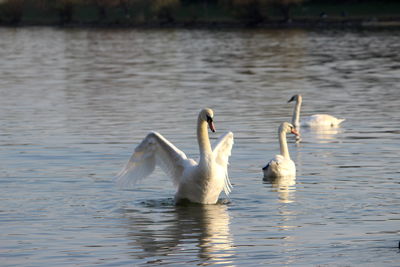 Swans swimming in lake