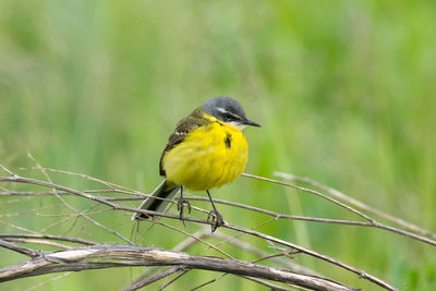 Close-up of bird perching on branch