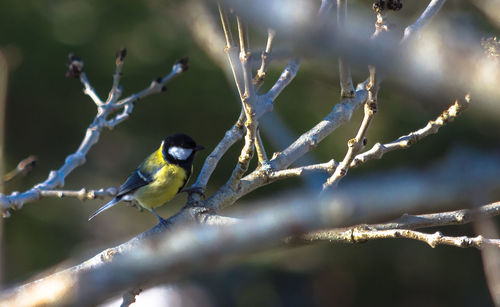 Close-up of bird perching on tree