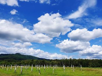 Scenic view of field against sky