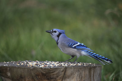 Close-up of bird perching on wooden post