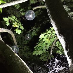 Plants growing on a tree