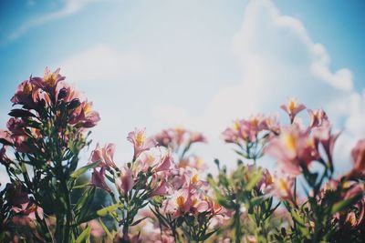 Low angle view of flowers against sky