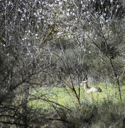 View of a tree in the forest