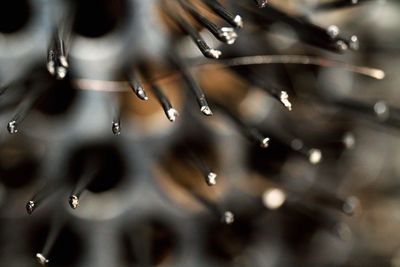 Close-up of raindrops on plant