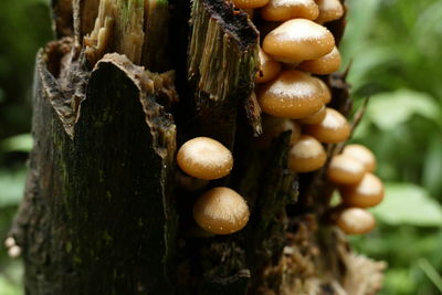 Close-up of mushrooms growing on tree