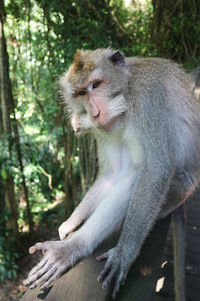 Monkey sitting on tree in forest