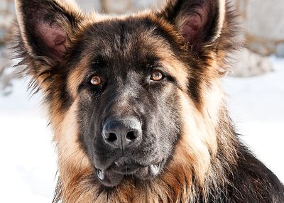 Close-up portrait of a dog