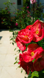 Close-up of red flowers
