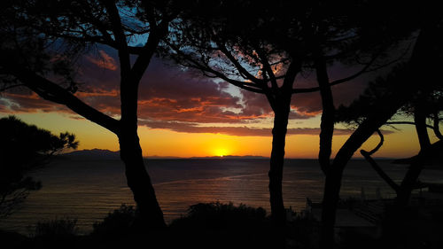 Silhouette trees against sky during sunset