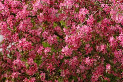 Close-up of pink cherry blossom