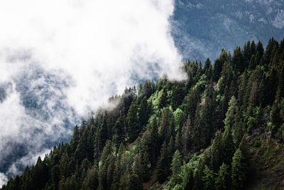 Scenic view of pine trees against sky