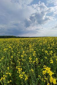 Scenic view of oilseed rape field against sky