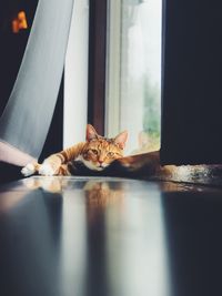 Portrait of cat lying on window sill