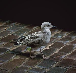 Bird on the ground