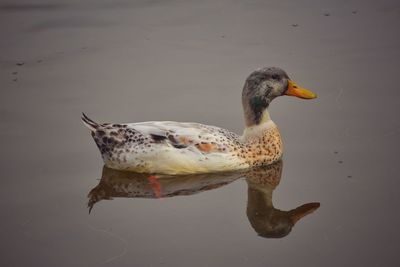 Close-up of duck swimming on lake