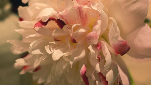 Close-up of fresh pink flowers blooming outdoors